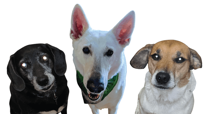 doggos doggos